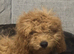 Maltipoo boy f1 red
