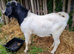 Alpine x Boer Proven Billy