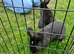 5 bunnies looking for new homes