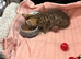 Kitten 15 weeks old rehome