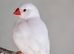 White zebra finch