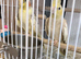 Pied Cockatiels Breeding Pair