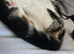 Rehoming my cat
