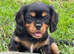Stunning black & tan cavalier boys