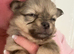 Pomchi puppies