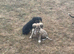 Saluki puppies