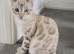 Beautiful Male Bengal Kitten - Rocky