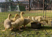 Embden goslings for sale
