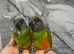 Ready Now Baby Handreared Senegal Parrot,21