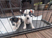 Beautiful jack russells