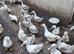 Aylesbury ducks point of lay