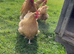 HATCHING EGGS