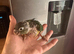 Hand Reared Green Cheeked Conures