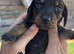 Beautiful baby puppies