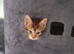 Kitten for sale