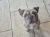 Needs rehoming ASAP