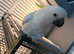 Greater Sulphur-Crested Cockatoo