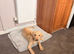 20 weeks old male Labrador