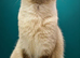 Chocolate colour point ragdoll female
