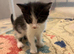 Mixed kittens for sale