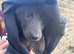 Gray German shepherd female