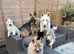 Shepsky Pups