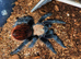 Tarantulas Grown to Adults
