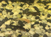 Baby bristlenose plecos