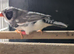 Pied blackcheek cock