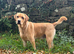 Handsome KC Reg Labrador Retriever Adult Male