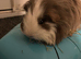 Female guinea pig available