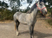 3 year old reg Connemara gelding