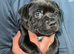 Staffordshire bull terrier pups 2 males left