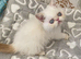 Super GCCF Registered Kittens - &pound;950