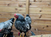 Chickens for sale