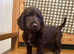 Stunning litter of Chocolate and Tan Cocker Spaniels