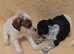 ** OUTSTANDING Jack russell terrier BOY pups **