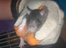 1 male dumbo and cute other rats