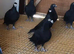 Black racing pigeons quality birds
