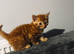 Adorable ginger kitten for sale