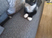 2 black kittens all boys