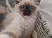 STUNNING SEAL MITTED RAGDOLL KITTEN