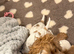 1 stunning boy LEFT KC Show-type cocker spaniel