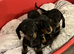Dachshund Miniature Smooth Haired puppies
