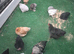 Bantam chickens