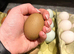 Olive Egger Unsexed grower 1 left