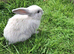Beautiful mini lop baby rabbits
