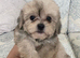Beautiful Shihpoo Puppies