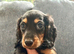 Girl Puppies