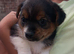 Jack Russell x yorkies